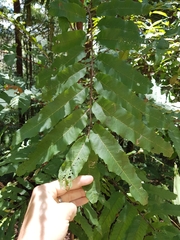 Cupaniopsis newmanii