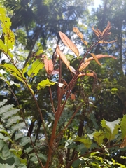 Cupaniopsis newmanii