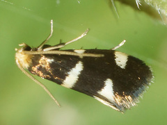 Lampronia capitella