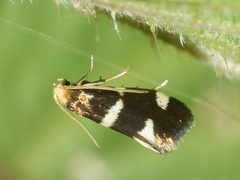 Lampronia capitella