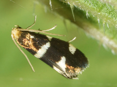 Lampronia capitella