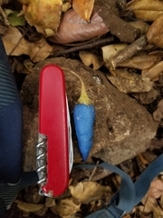 Lycianthes acapulcensis