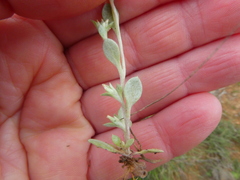 Troglophyton parvulum