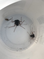 Paraphrynus carolynae