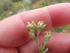 Troglophyton parvulum