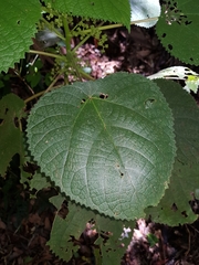 Dendrocnide moroides