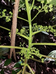 Dendrocnide moroides