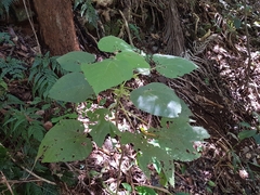 Dendrocnide moroides