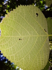Dendrocnide moroides
