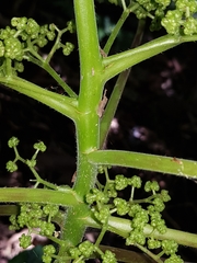 Dendrocnide moroides