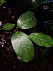 Endiandra globosa