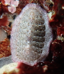 Lepidozona scrobiculata