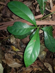 Coelospermum paniculatum
