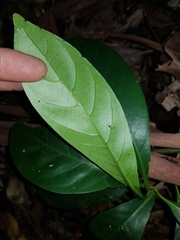 Coelospermum paniculatum