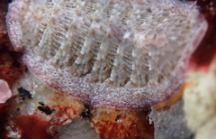 Lepidozona scrobiculata