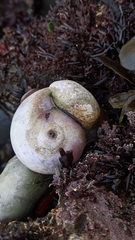 Crepidula norrisiarum