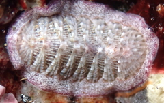 Lepidozona scrobiculata