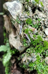 Euphaedusa yunnancola