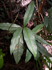 Beilschmiedia elliptica