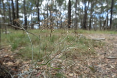 Senecio quadridentatus