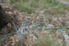 Senecio quadridentatus