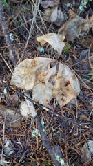 Lysimachia latifolia