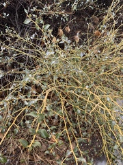 Ceanothus velutinus