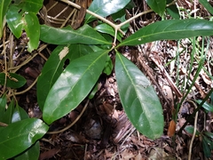Coelospermum paniculatum