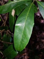 Coelospermum paniculatum