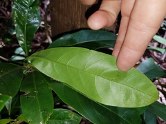 Coelospermum paniculatum