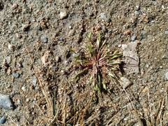 Juncus ranarius