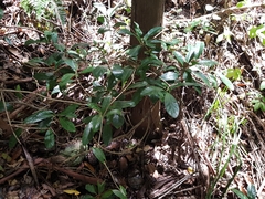 Coelospermum paniculatum