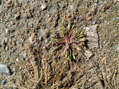 Juncus ranarius