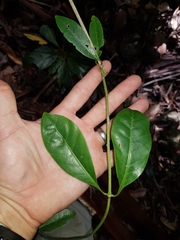 Coelospermum paniculatum