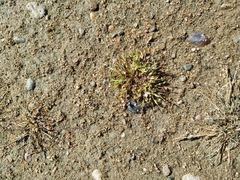 Juncus ranarius
