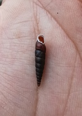 Euphaedusa yunnancola