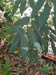 Cupaniopsis newmanii