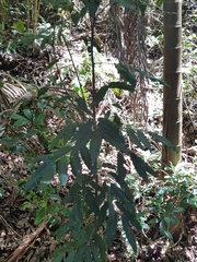 Cupaniopsis newmanii