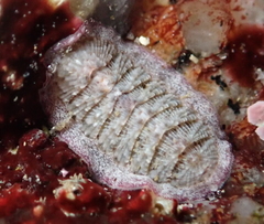 Lepidozona scrobiculata