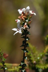 Epacris pulchella