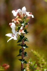 Epacris pulchella
