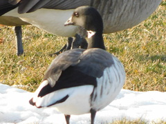 Branta bernicla
