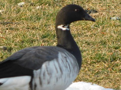 Branta bernicla