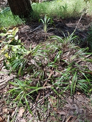 Dianella caerulea assera