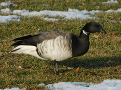 Branta bernicla