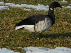 Branta bernicla