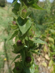 Verbascum creticum