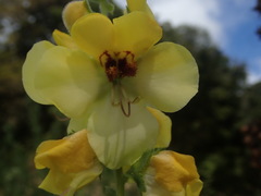 Verbascum creticum