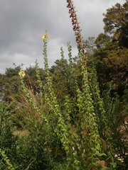Verbascum creticum