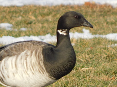 Branta bernicla
